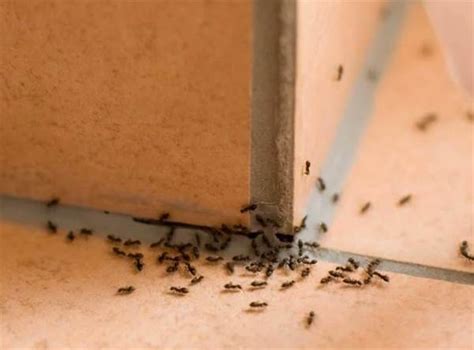 面凹 面相 家裡很多小螞蟻